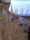 thumbs/Bart y Mozart oliendose.jpg